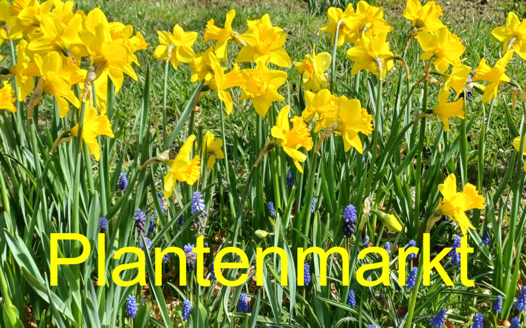 Plantenmarkt & oliebollen