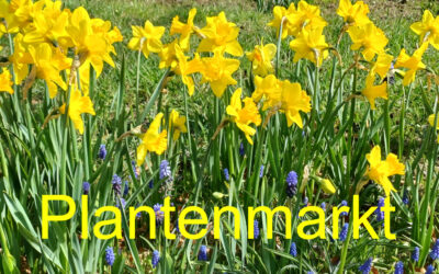 Plantenmarkt & oliebollen